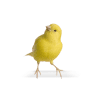 Canary