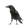 Crow