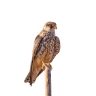 Falcon