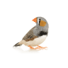 Finch