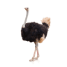 Ostrich