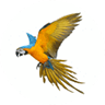 Parrot