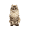 American Curl
