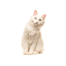 American Wirehair