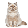 Himalayan