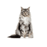 Maine Coon