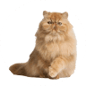 Persian