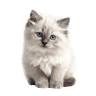 Ragdoll