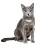 Russian Blue