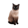 Siamese
