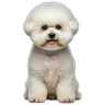 Bichon Frise
