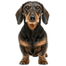 Dachshund
