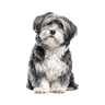 Havanese