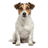 Jack Russell Terrier