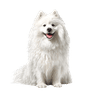 Japanese Spitz