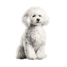 Poodle