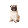 Pug