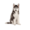 Siberian Husky