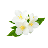 Maua
