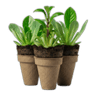 Planters & Seeders