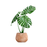 Mimea