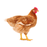 Kuku
