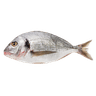 Samaki
