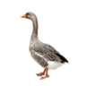 Geese