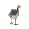 Ndege wa Guinea