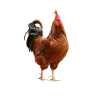 Roosters