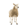 Sheeps