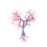 Circulatory System Supplements