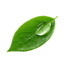 Detox & Cleanse Supplements